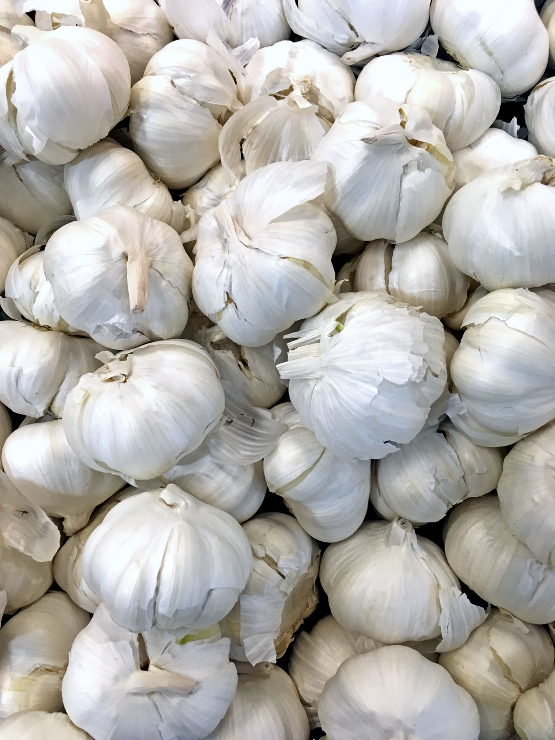 Fresh Garlic